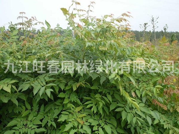欒樹(shù)
